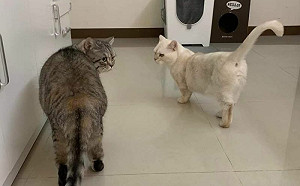 尾牙抽電視超嗨！2貓粉碎飼主快樂