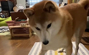 柴犬自己誤認還生氣！竟怒打主人