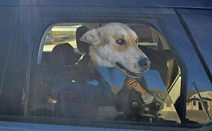 失蹤14個月！狗狗現身2575公里外