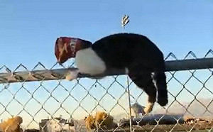 貓頭掛袋子卡欄杆！被救反應超爆笑