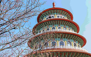 新北淡水天元宮櫻花季登場 賞櫻專車好便捷