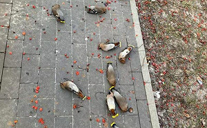 公園滿地鳥是生態浩劫？真實原因曝