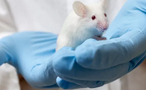 哈佛實驗發現可讓老鼠回春 「山中因子」重組逆衰老 接下來輪到人類? 