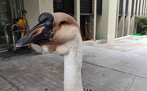 老嫗驟逝遺留「鵝」子  新北動保處協助圓滿人鵝情緣