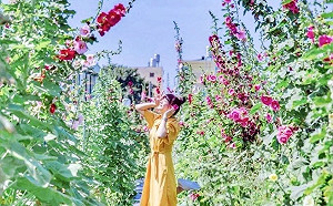 新春暢遊田中窯 蜀葵花季連續八年登場