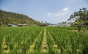 水情告急？！南投部份區域明起啟動分區輪流灌溉