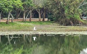 新北八里十三行文化公園周邊改善  鶯歌山水步道體健及遊具設施更新 