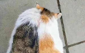 浪貓「胖若兩喵」！連AI繪圖都看錯