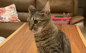 爸只能碰空氣！貓咪偏心媽媽無極限