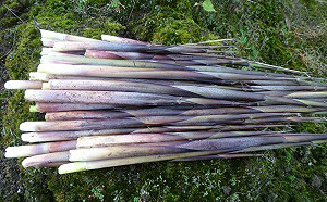 陽明山箭竹筍產季將至 新北即日起開放採筍證申辦