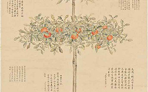 故宮南院兔年新春連假天天開放 賞橘大吉大利