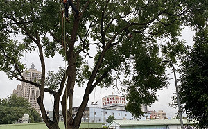保護毛孩與人身安全 「攀樹師」赴新北動物之家義剪 