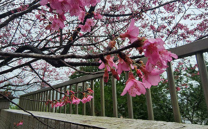 「新北第一櫻」綻放　預告櫻花季到來 