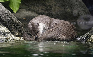 恐損本土動物！想幫浪浪也別餵食