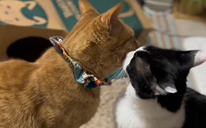 貓被柴撿回家疼！長大後也罩一隻