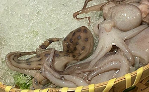 火鍋店擺上斑點章魚！專家急喊別碰