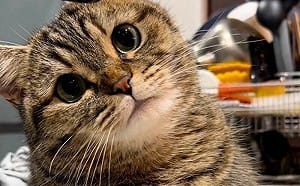 大眼貓想抓住水！左右出拳超認真