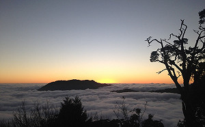 春節來趟森林小旅行 療癒身心還有開春小禮