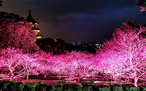 癸卯兔年1/18至1/29在天元宮  新春夜櫻遊浪漫登場   