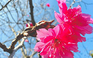 梅、櫻同框超吸睛！南投暨大櫻花季1/19連46天接力登場