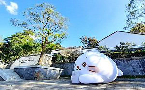 萌到豹！日本超人氣海豹小白驚喜現身新北茶博館