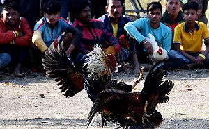 鬥雞「無影腳」殺人! 印度2男同天因鬥雞死亡 原因竟是它藏這凶器…..