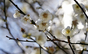 百花綻放迎新春！北中南7大賞花熱點一次看