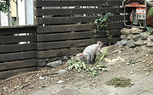 春節遊太魯閣注意！太管處：切勿餵食台灣獼猴 違法罰3000元