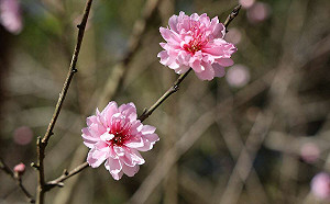 萬棵櫻花綻放中！2023雲林草嶺櫻花季2/1登場