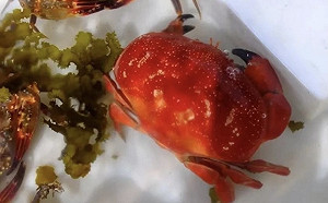 毒食連環爆! 繼藍環章魚後又出現毒螃蟹 專家：癥狀伴有噁心、嘔吐和腹瀉等