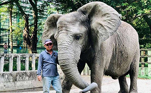 明星動物私生活 大象阿里重感情、紅毛猩猩擦玻璃