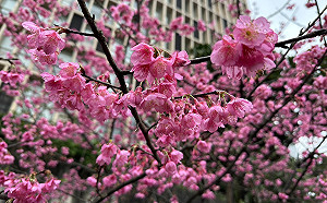 走春必去新北汐止康誥坑溪 夜櫻搶先曝光！