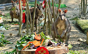 壽山動物園除夕圍爐加菜  動物吃播萌樣大公開