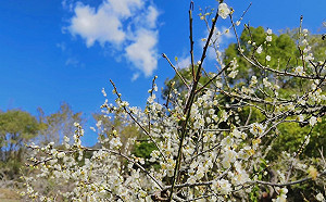 梅開眼笑迎兔年！春節連假來桃源踏「雪」尋梅