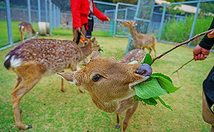 全台首創 22日起可在LINE購買嘉縣旅遊行程