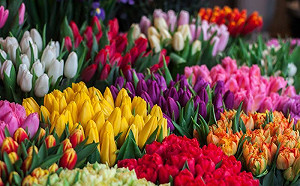 年初一要開運！玄關擺鮮花可招桃花