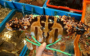 過年走春來北海岸 新北觀海賞櫻品海鮮 