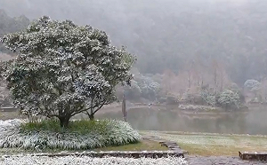 寒流追雪去！宜蘭明池、南橫變身雪白世界