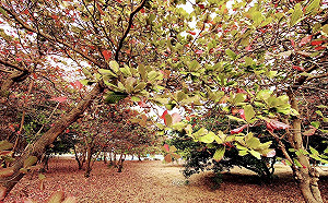 市境之南有仙境  高雄中芸國中成網美朝聖景點