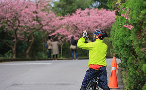 絶美新北新店山櫻花 仙氣破表