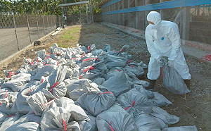 屏東首例！H5N1禽流感入侵土雞場 年初六撲殺1.9萬隻黑羽土雞