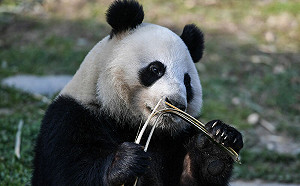 養不起太燒錢!芬蘭動物園2隻貓熊恐被迫歸還中國