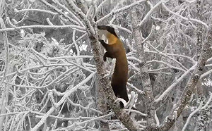 銀白世界！太平山霧淞景色依舊 可愛黃喉貂現身超驚喜