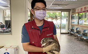 兔年到！新北動保處公布養兔基礎指引  籲先懂牠再養牠