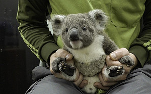 喜迎新成員！無尾熊寶寶萌樣亮相  北市動物園：已完全離開育兒袋