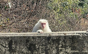 驚見梨山白色獼猴超幸運！參山處：20萬分之1的機率