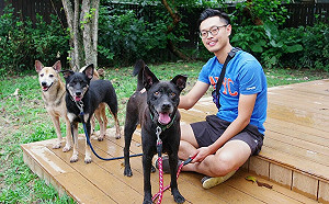 害羞狗歷經7年迎來春天 被新北動保志工化解心防認養回家