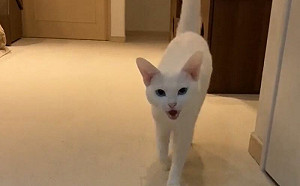 這狗吧？貓咪每叫必來讓飼主笑嗨嗨