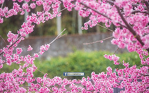 超美！阿里山秘境寒櫻盛開 夢幻美照超驚豔