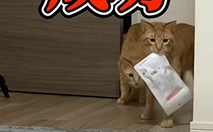 小偷貓趁不注意拿零食！還懂藏證據